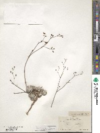 Eriogonum tenellum image
