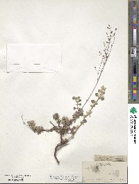 Eriogonum tenellum image