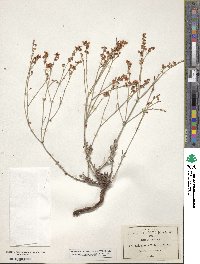 Eriogonum wrightii image