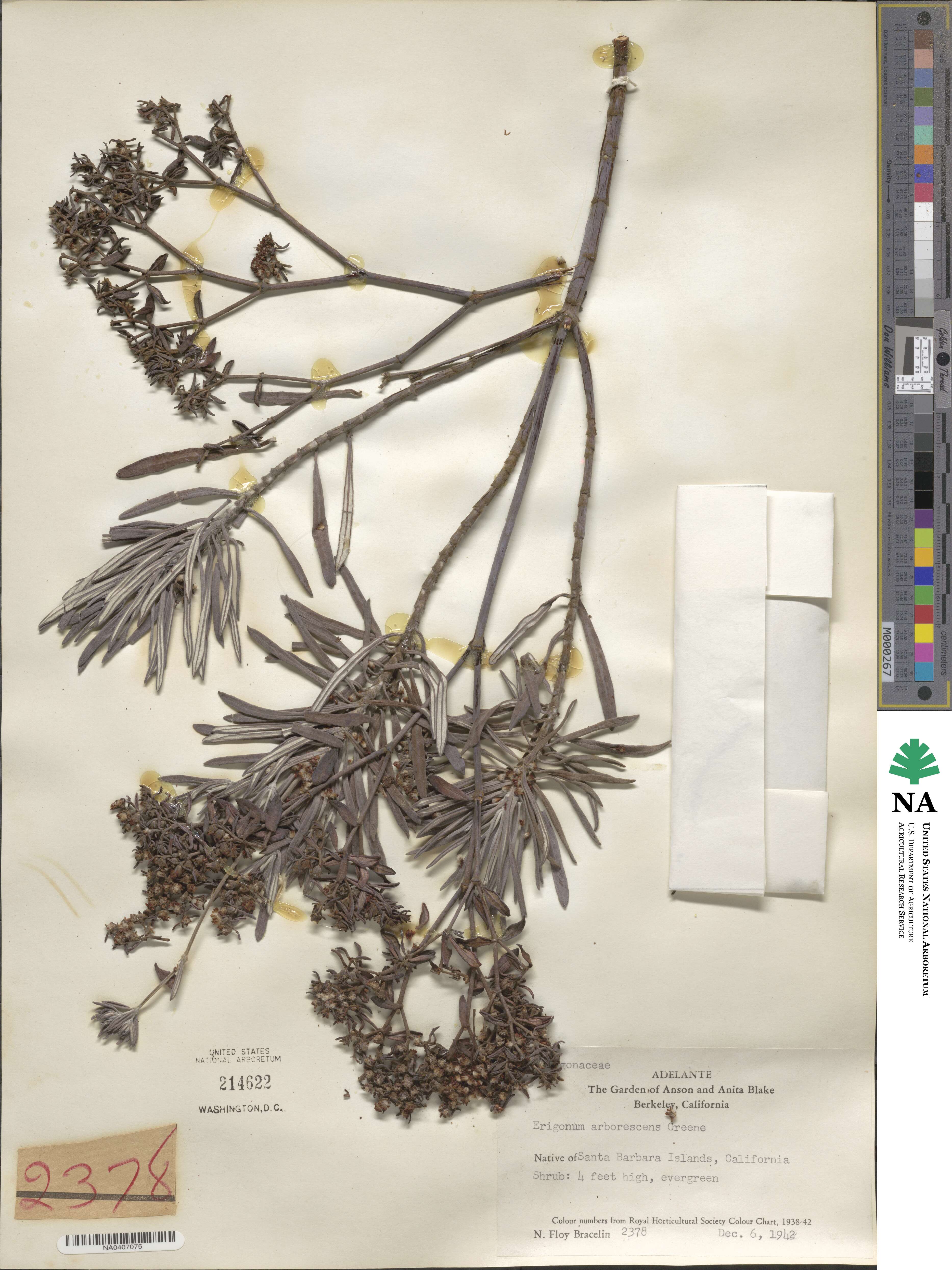 Eriogonum arborescens image