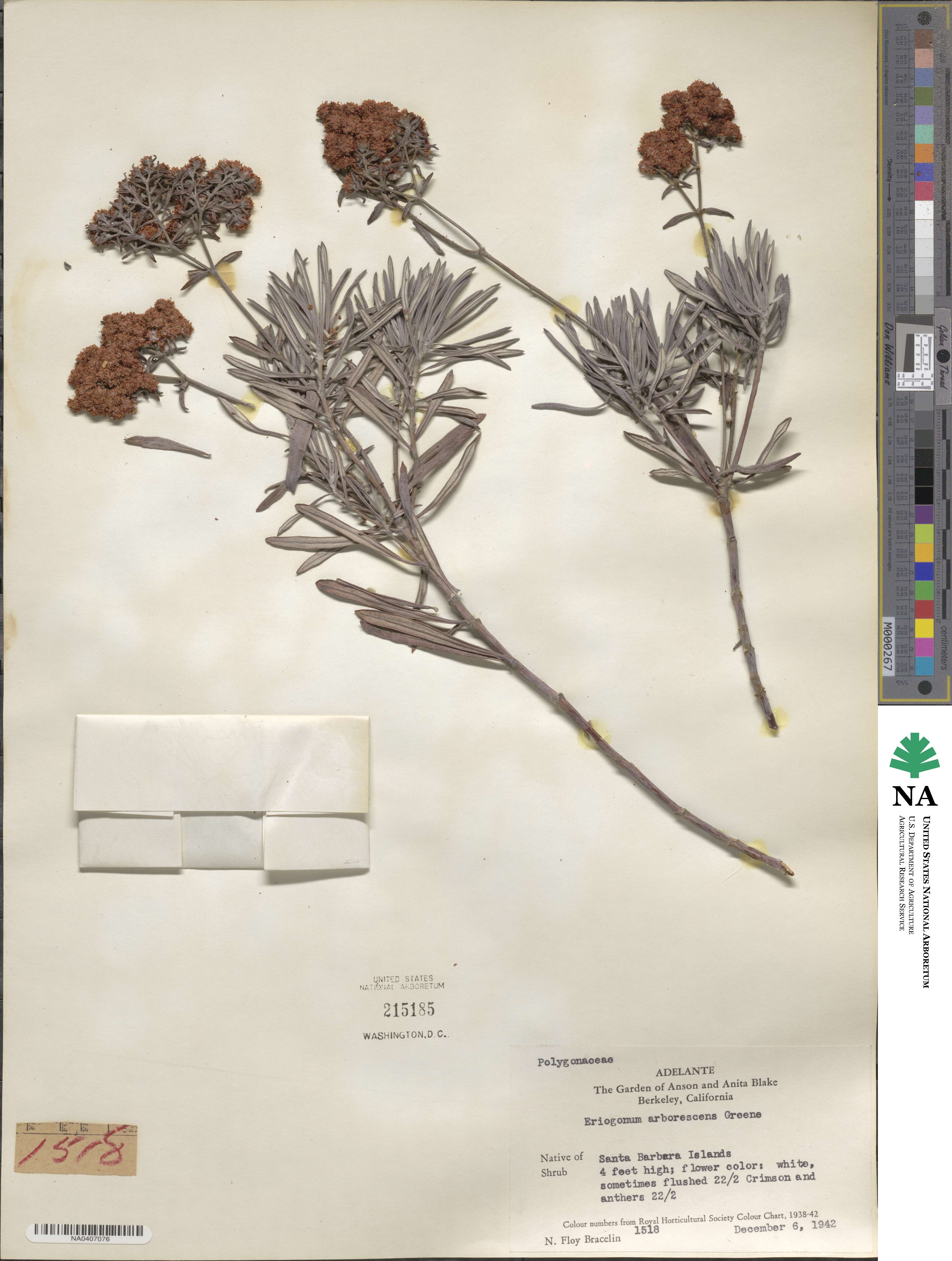 Eriogonum arborescens image