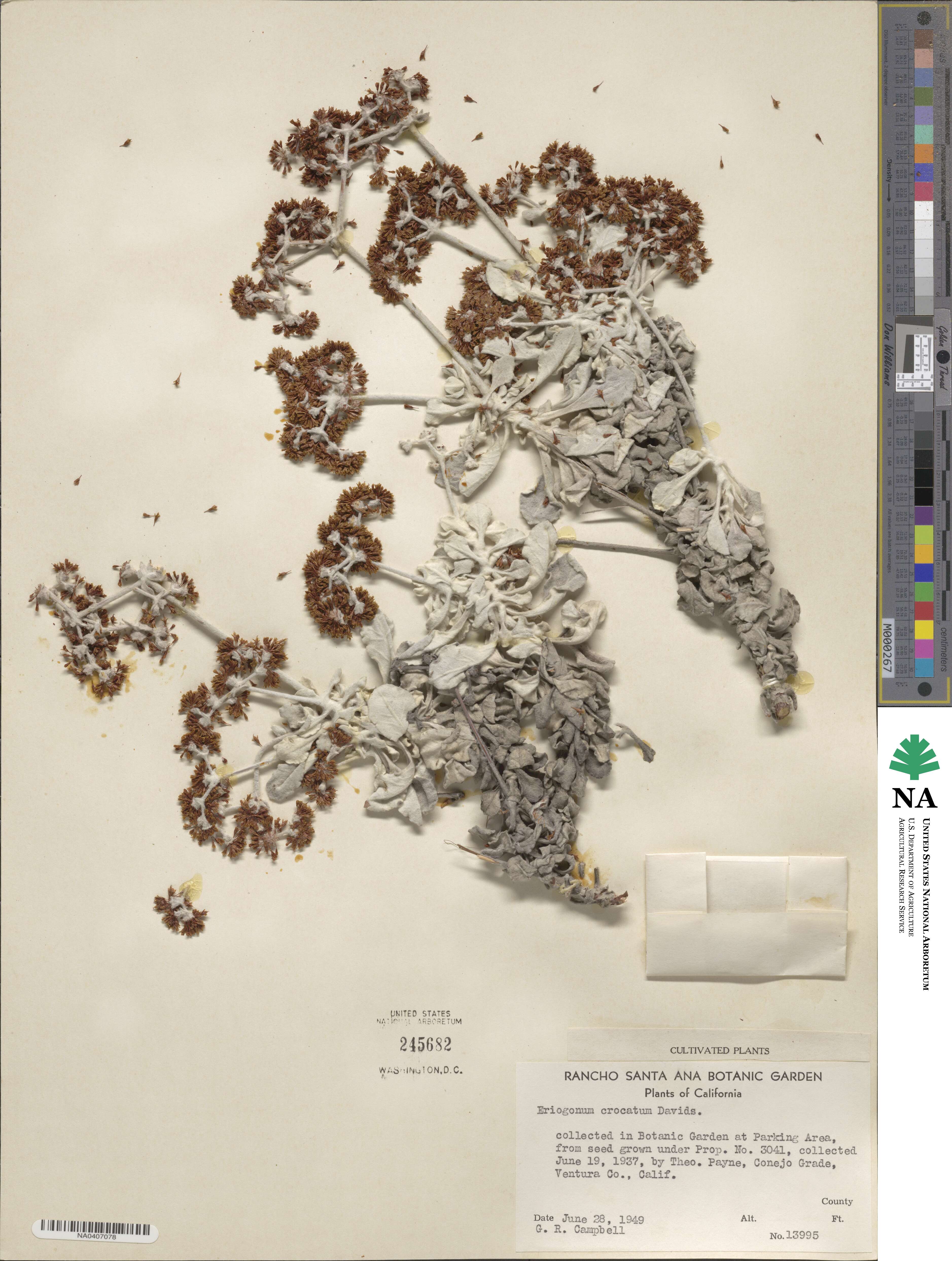 Eriogonum crocatum image
