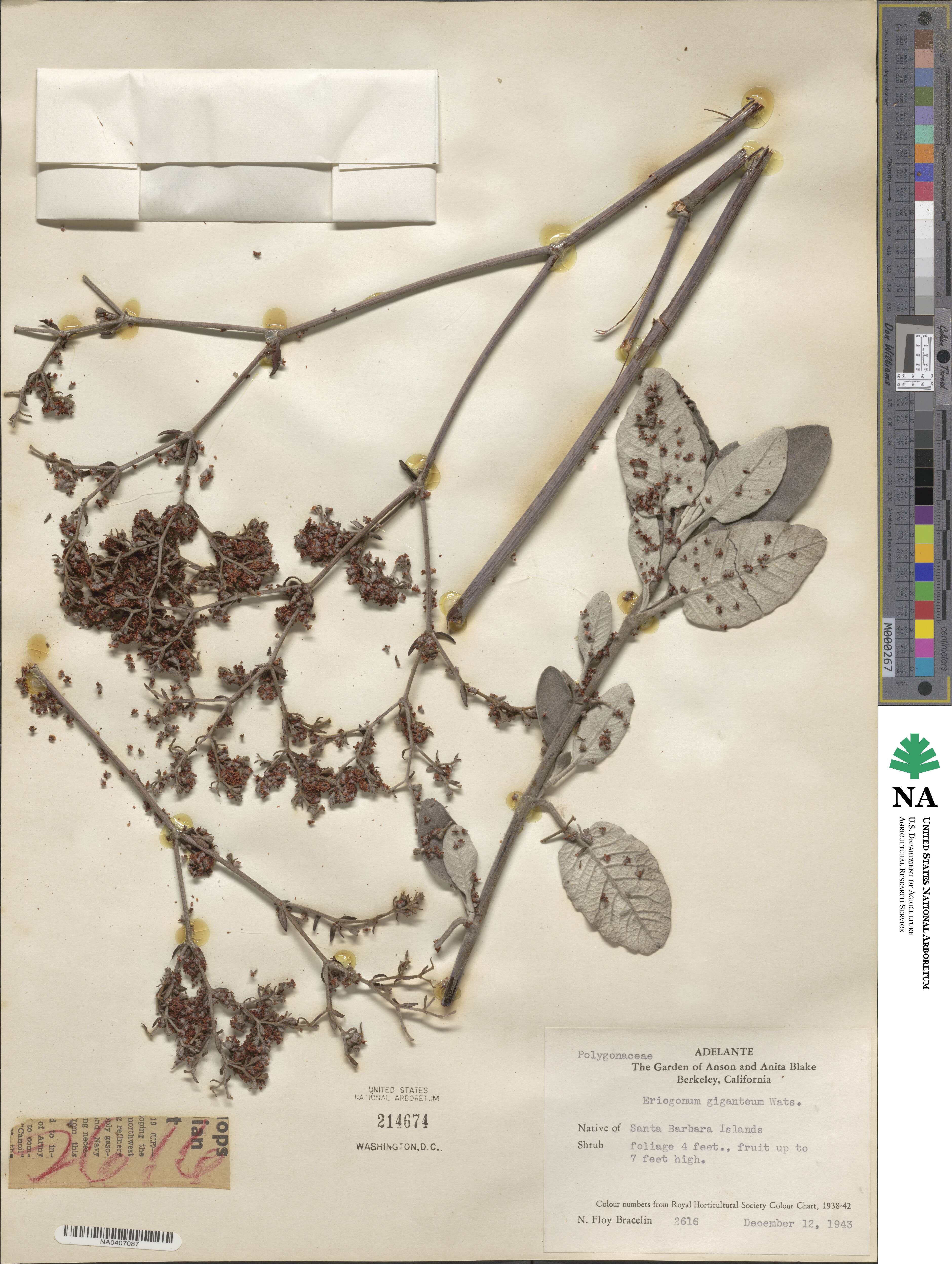 Eriogonum giganteum image