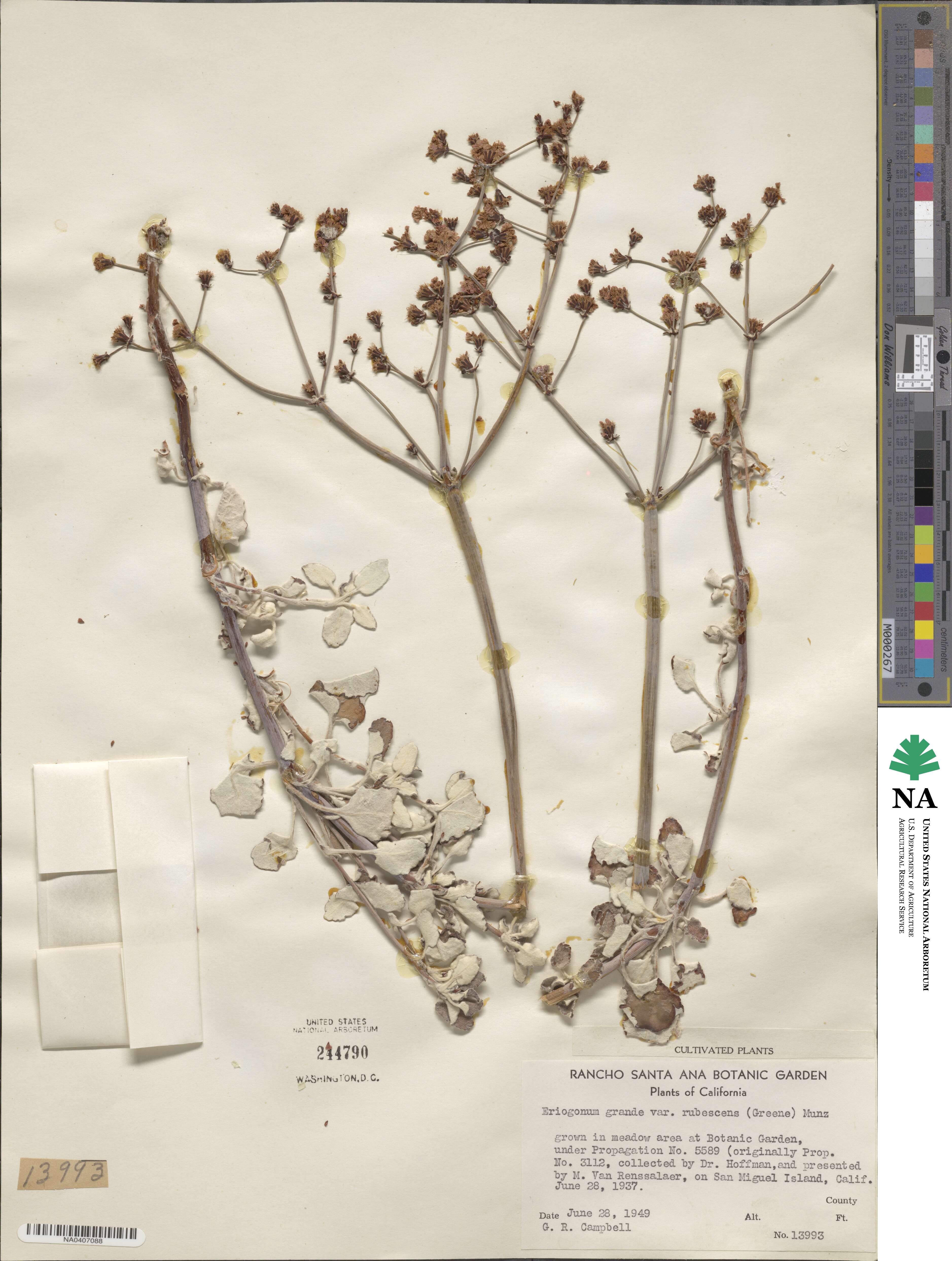 Eriogonum grande var. rubescens image