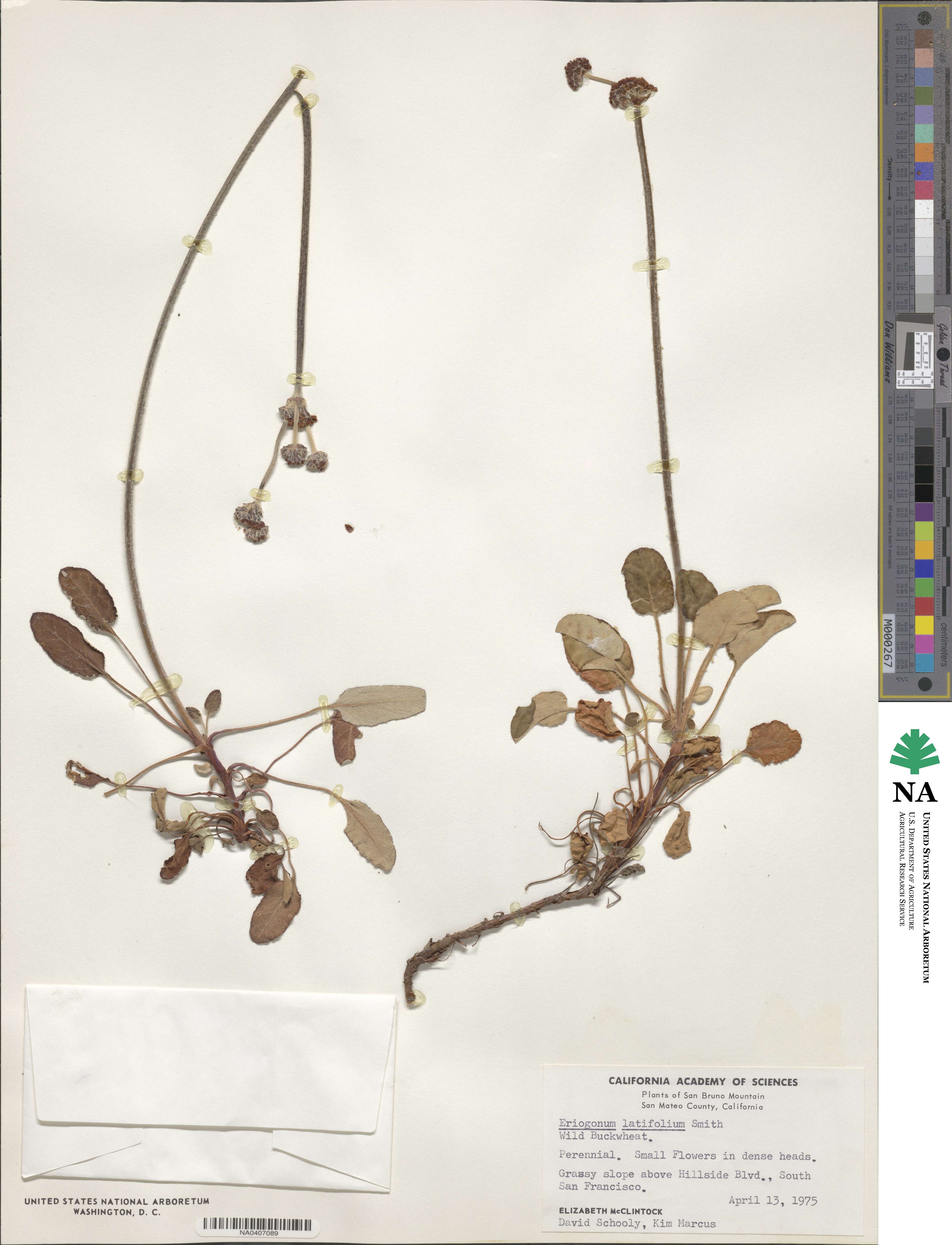 Eriogonum latifolium image