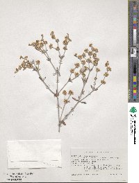 Eriogonum niveum image
