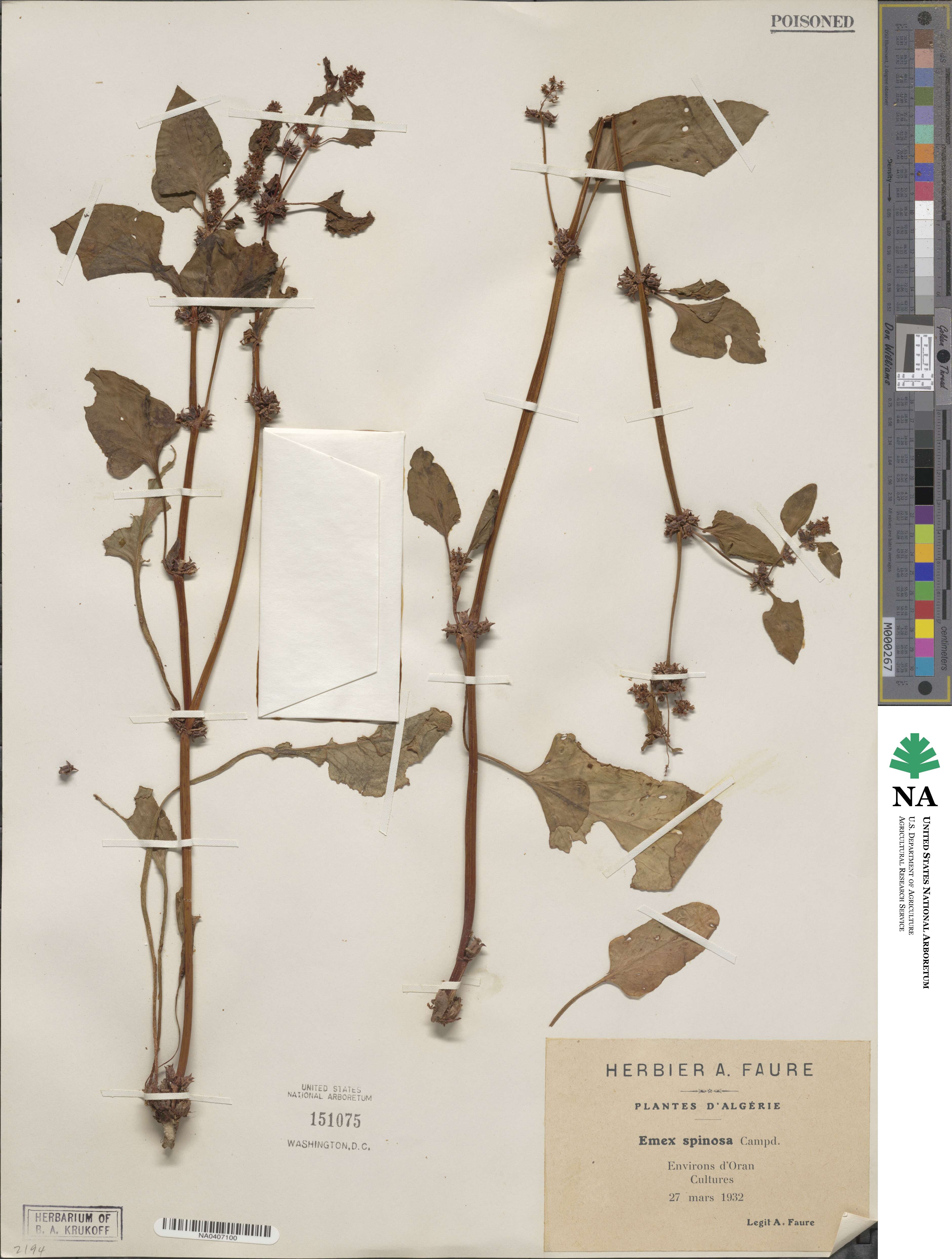 Rumex spinosus image