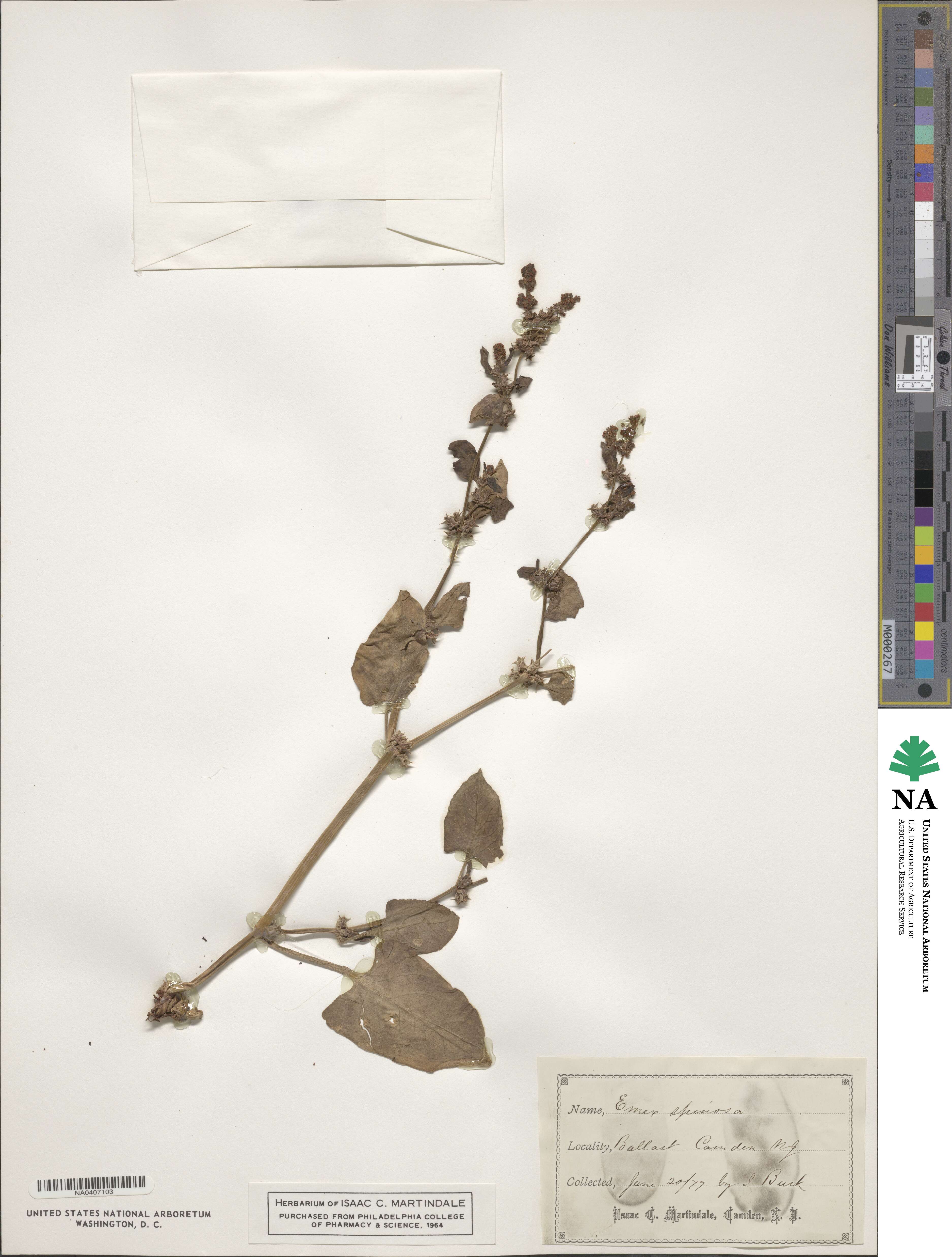 Rumex spinosus image