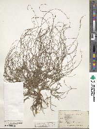 Rumex acetosella image