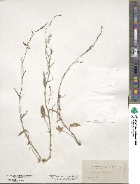 Rumex acetosella image