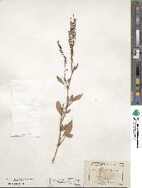 Rumex acetosella image