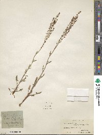 Rumex acetosella image
