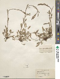 Rumex acetosella image