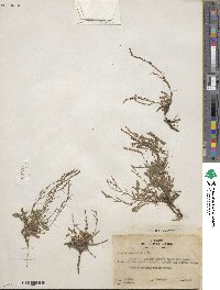 Rumex acetosella image