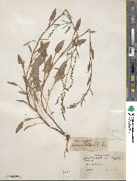 Rumex acetosella image