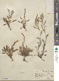 Rumex acetosella image