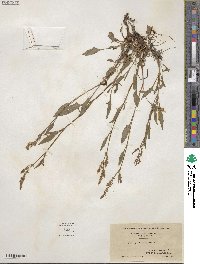 Rumex acetosella image
