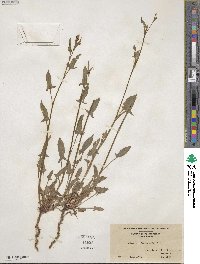 Rumex acetosella image