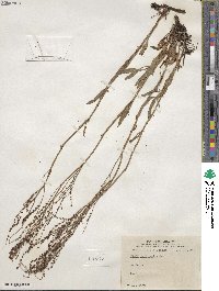 Rumex acetosella image