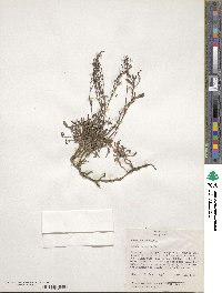 Rumex acetosella image