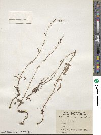Rumex acetosella image