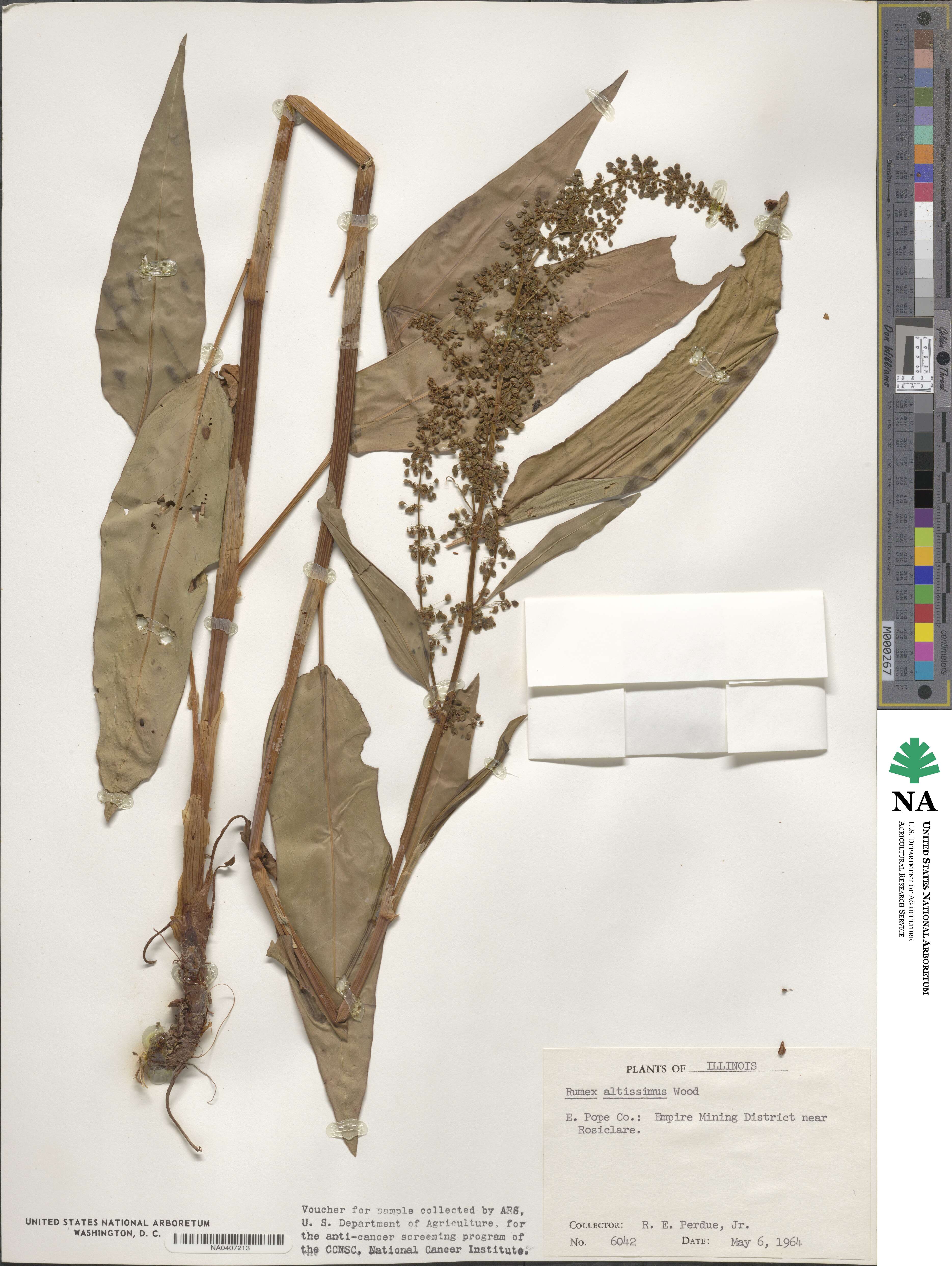 Rumex altissimus image