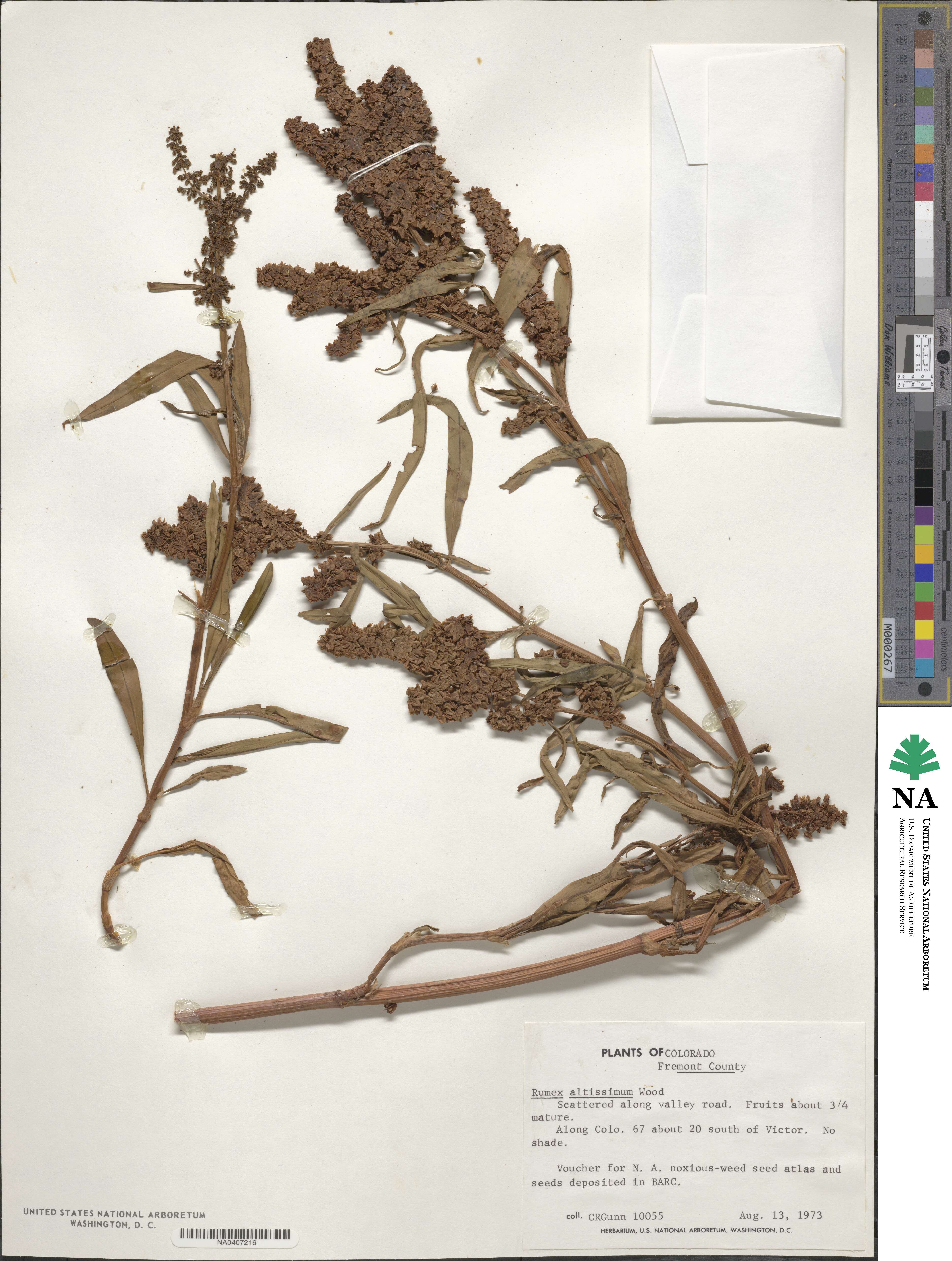 Rumex altissimus image