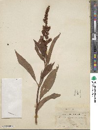 Rumex altissimus image