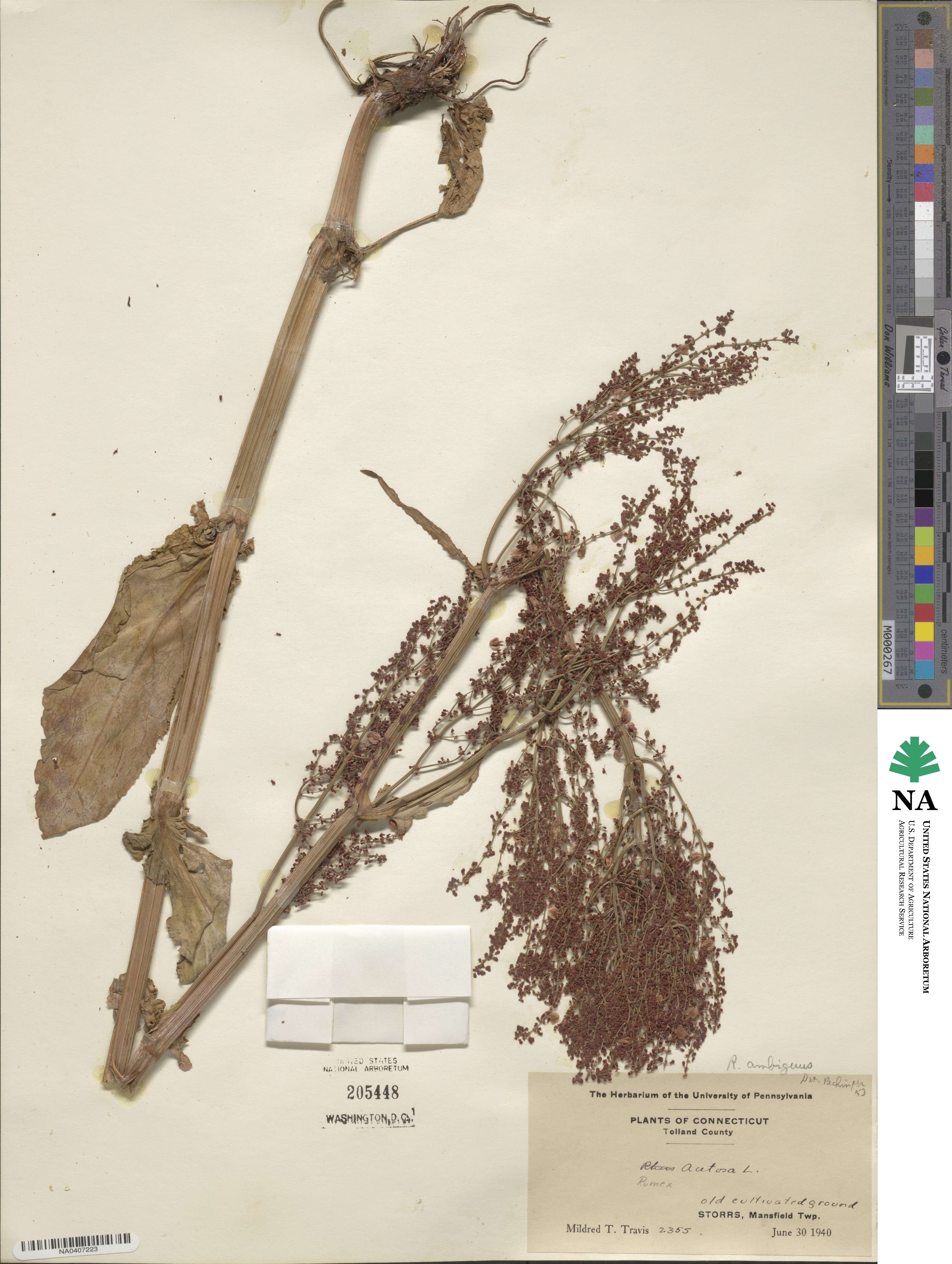 Rumex ambiguus image