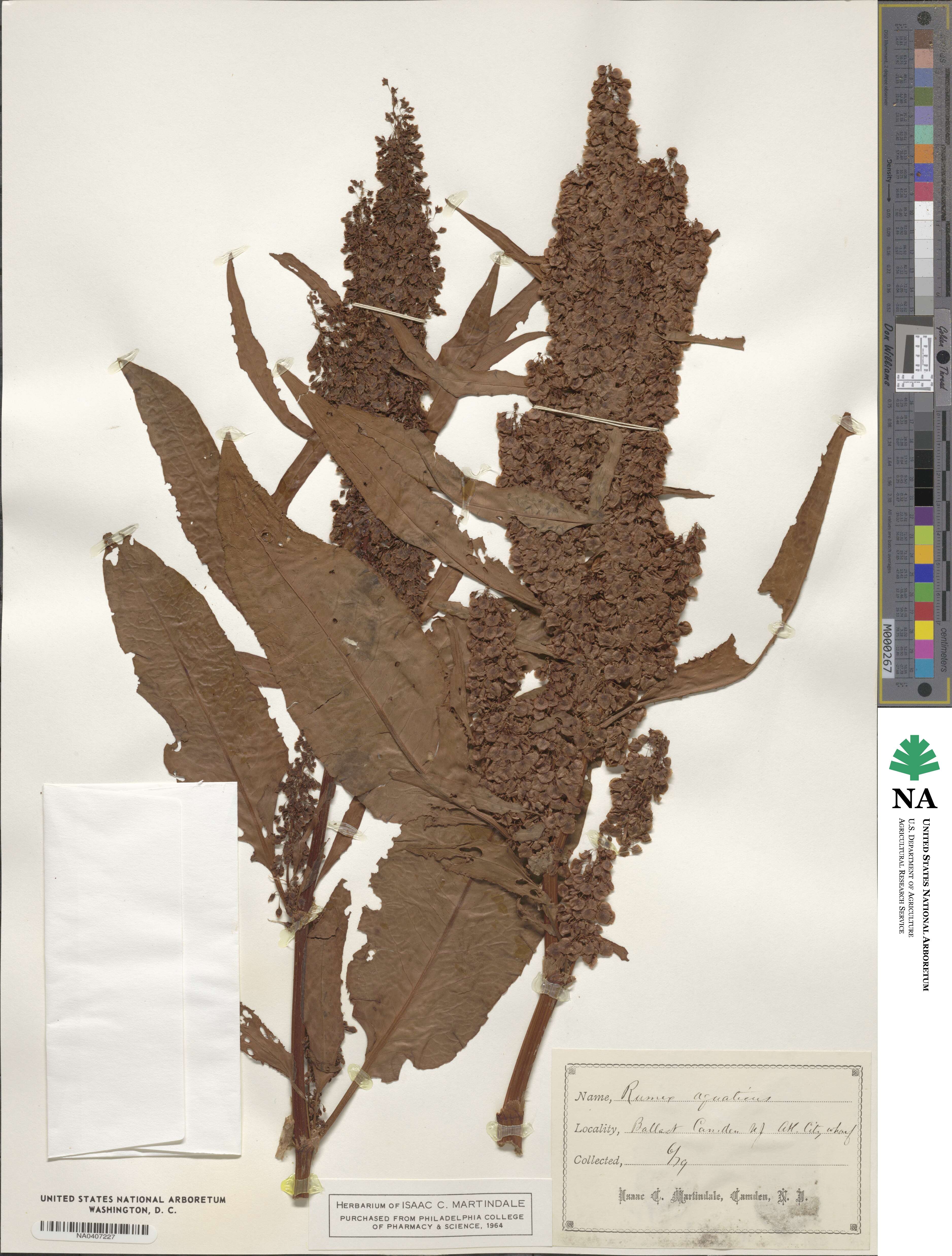 Rumex aquaticus image