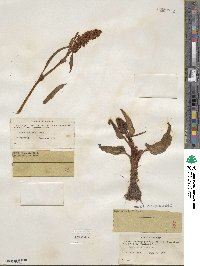 Rumex arcticus image