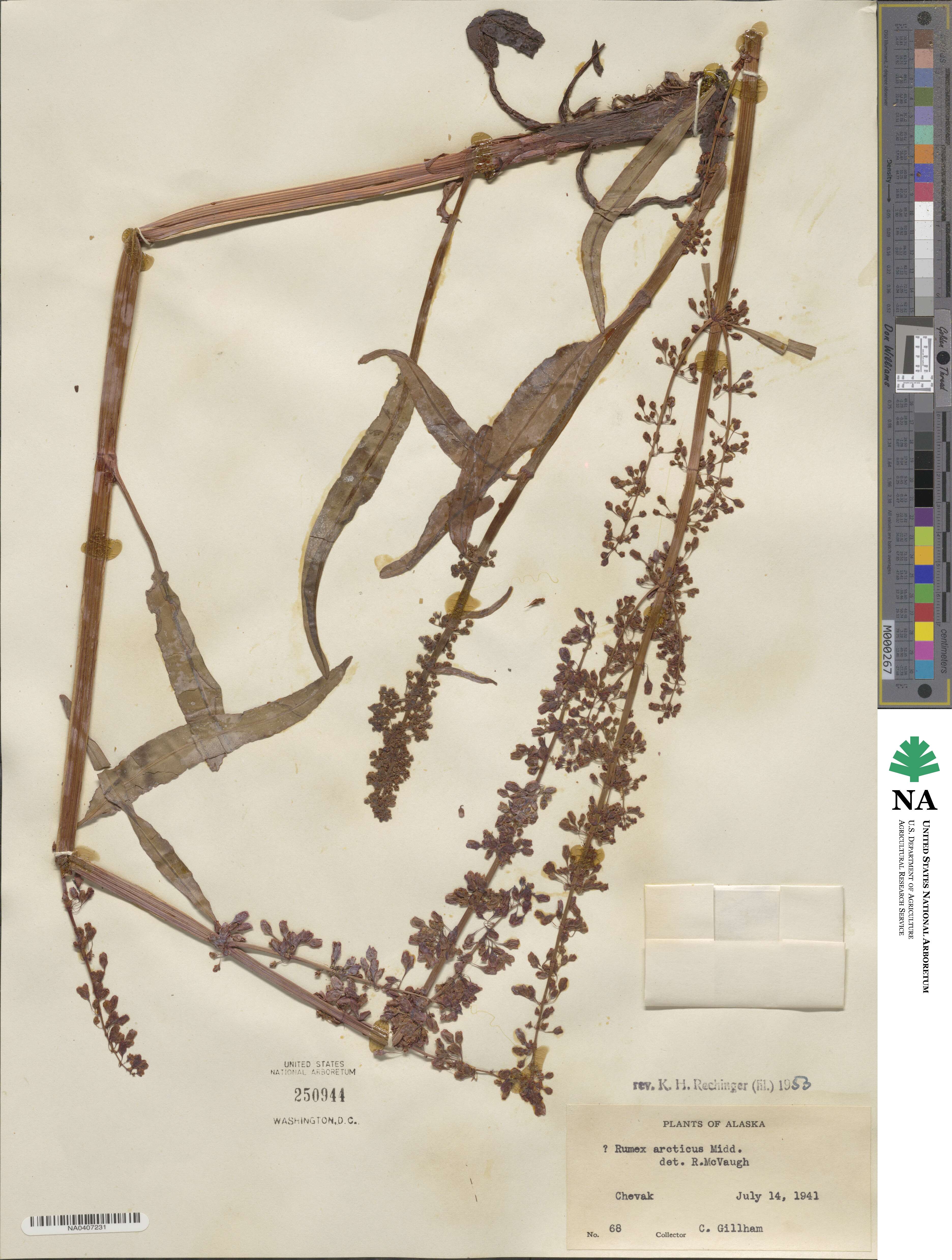Rumex arcticus image