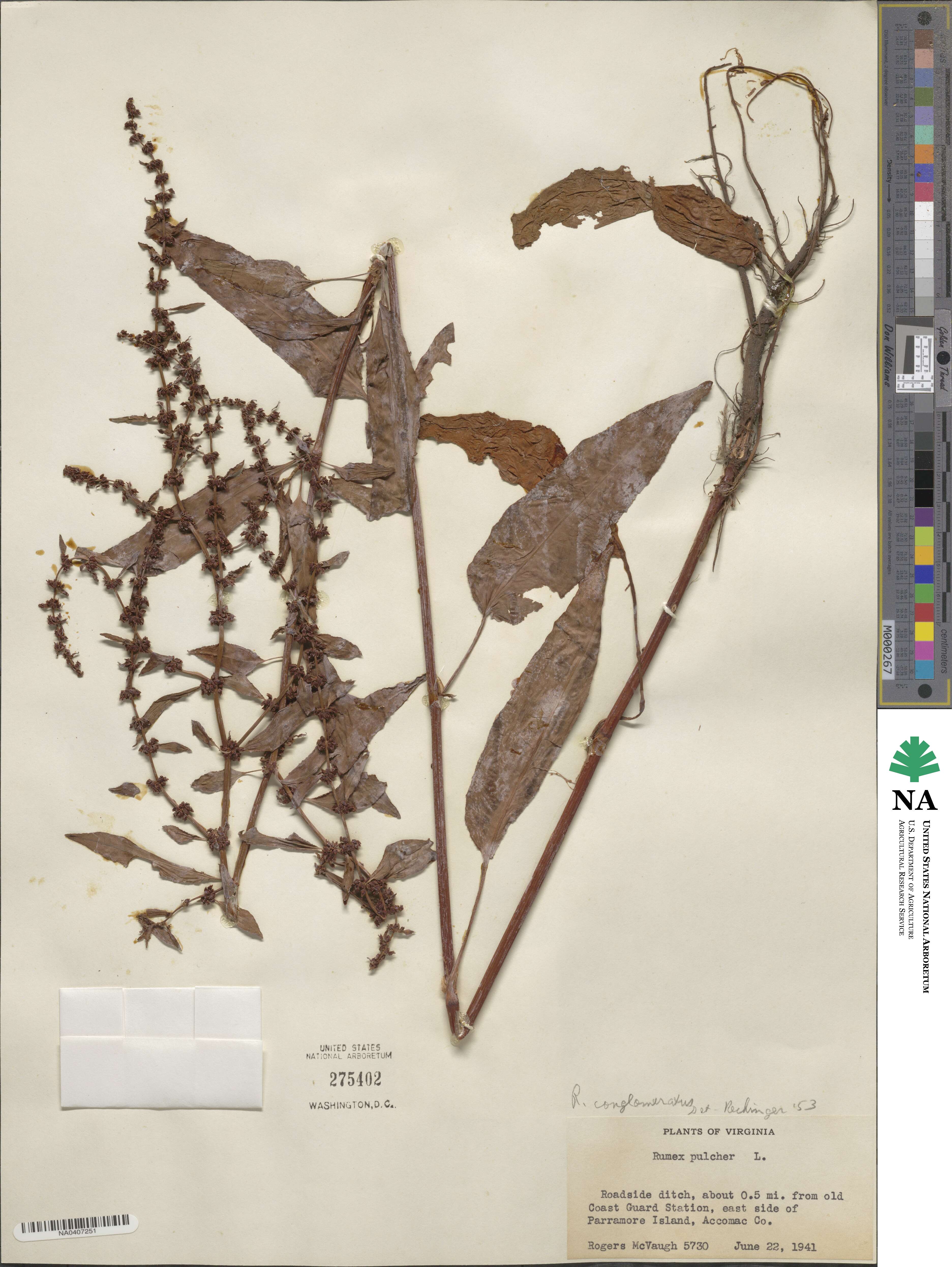 Rumex conglomeratus image