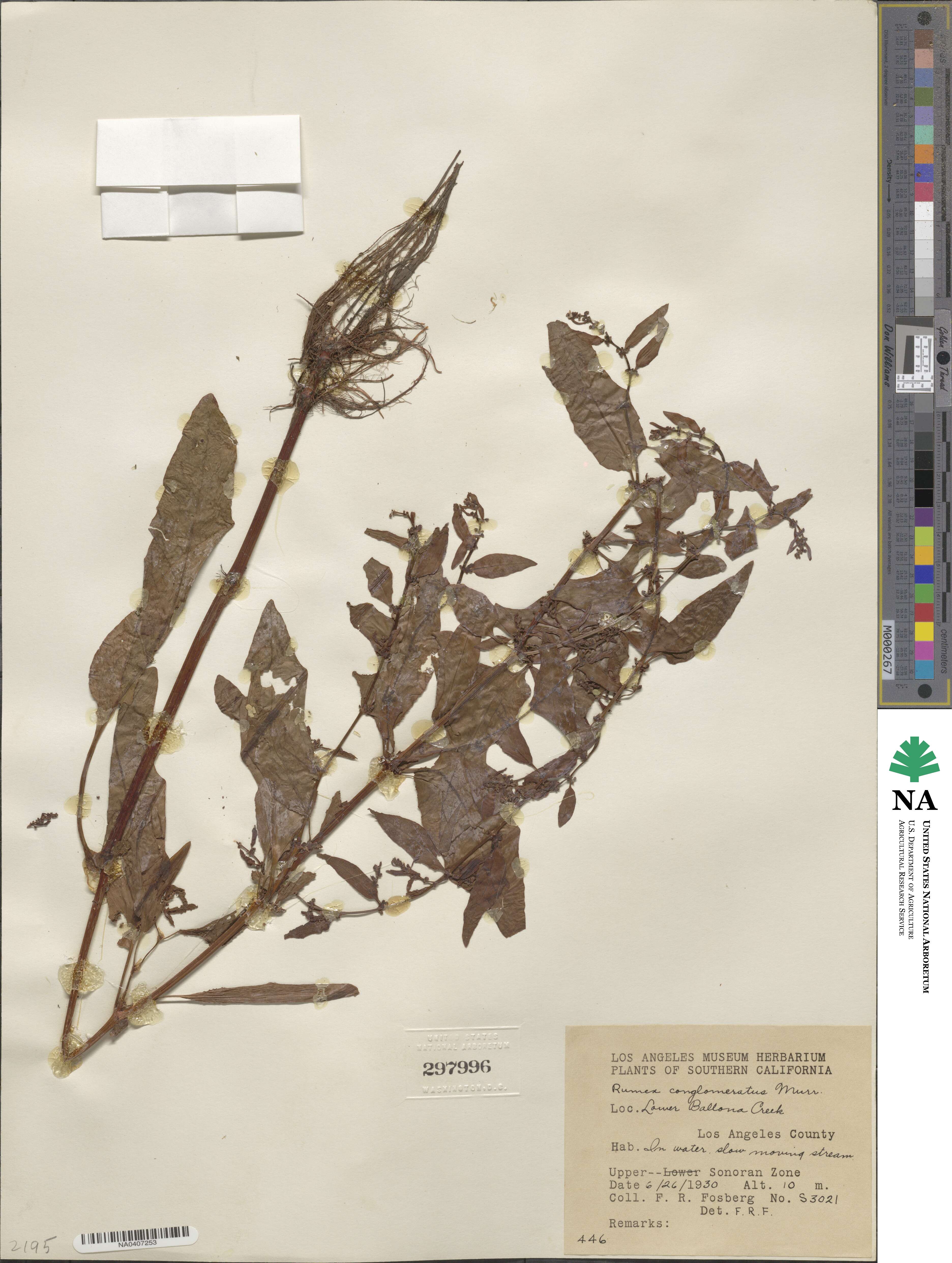Rumex conglomeratus image