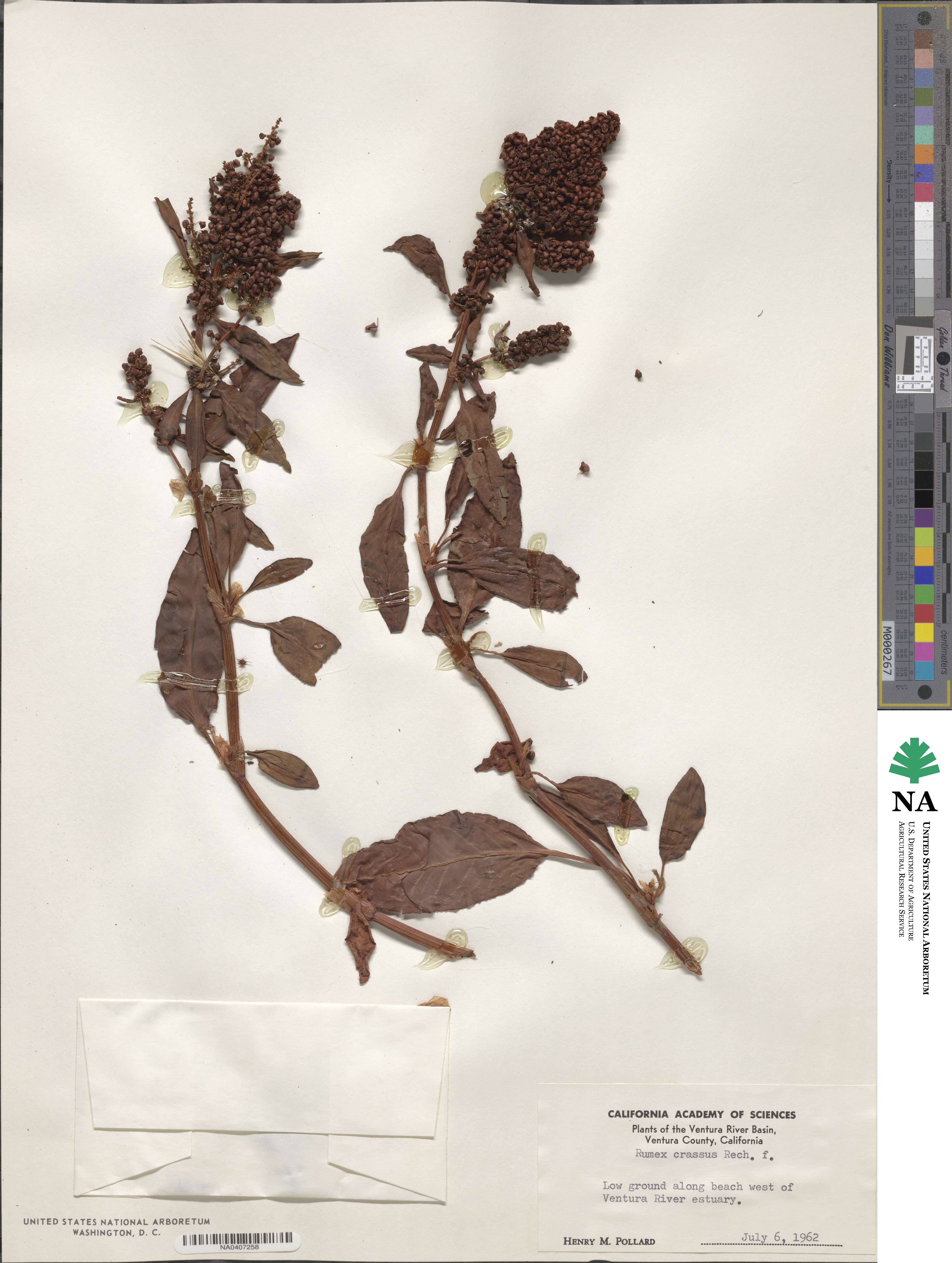 Rumex salicifolius var. crassus image