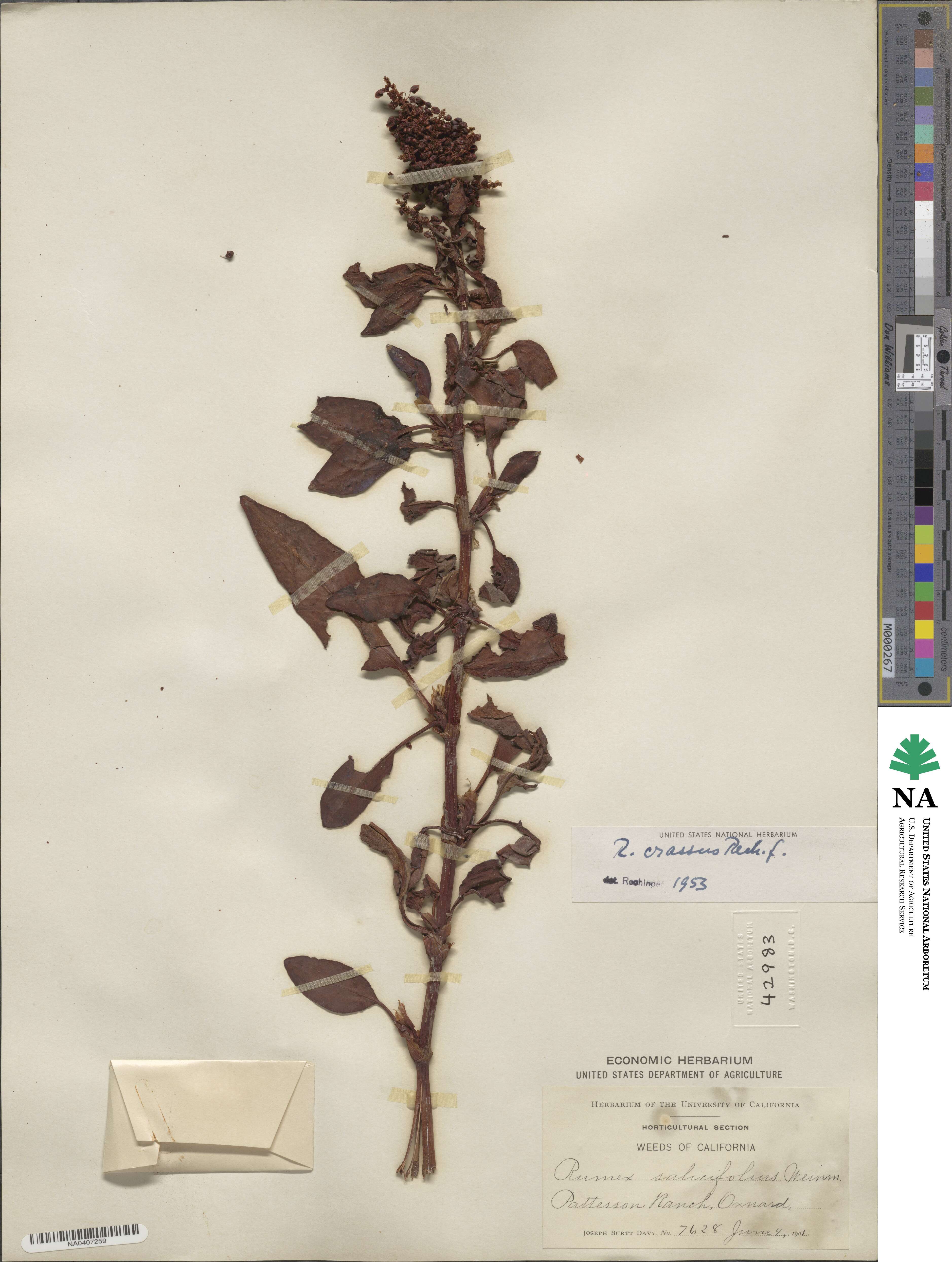 Rumex salicifolius var. crassus image