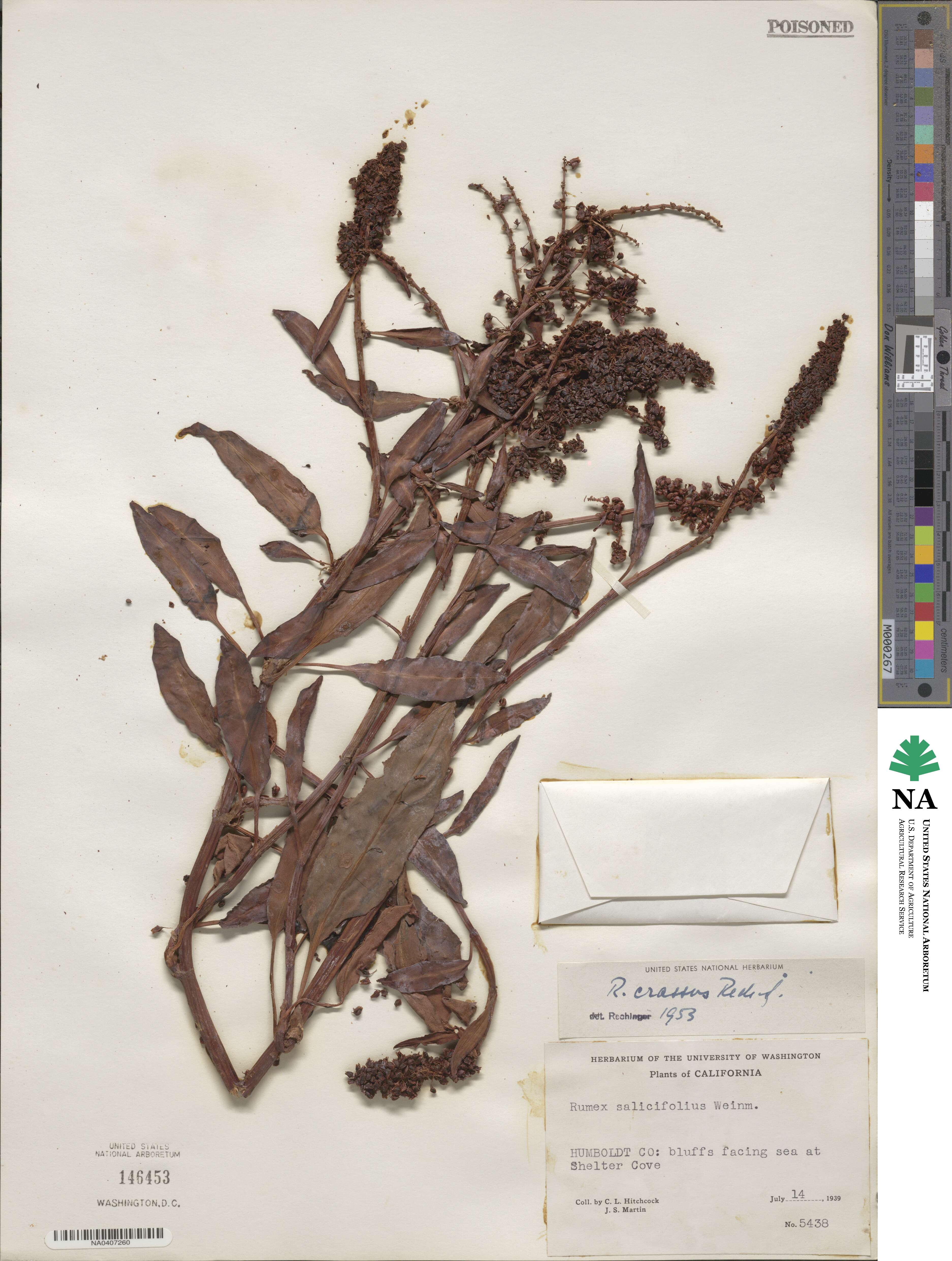 Rumex salicifolius var. crassus image
