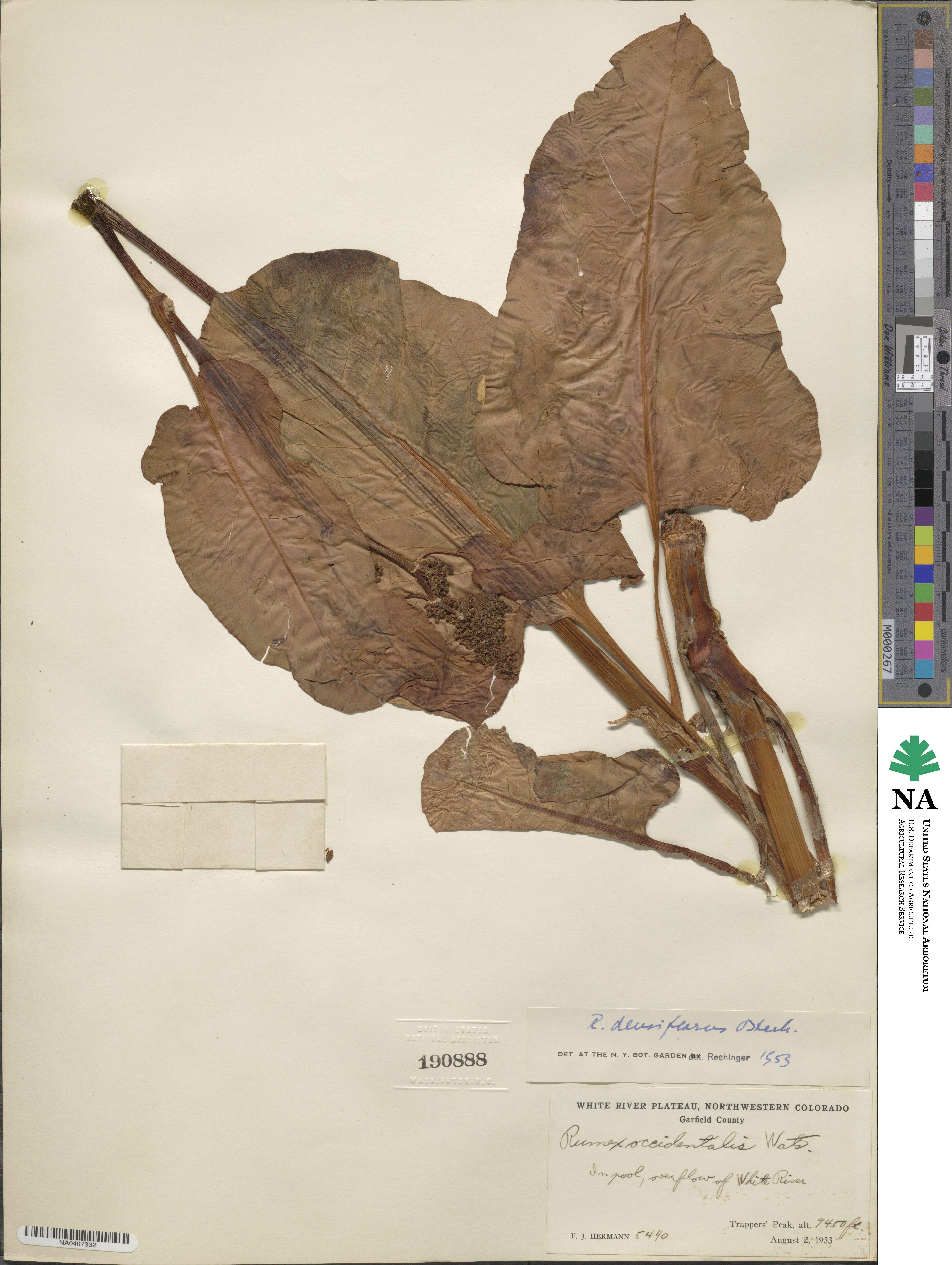 Rumex densiflorus image