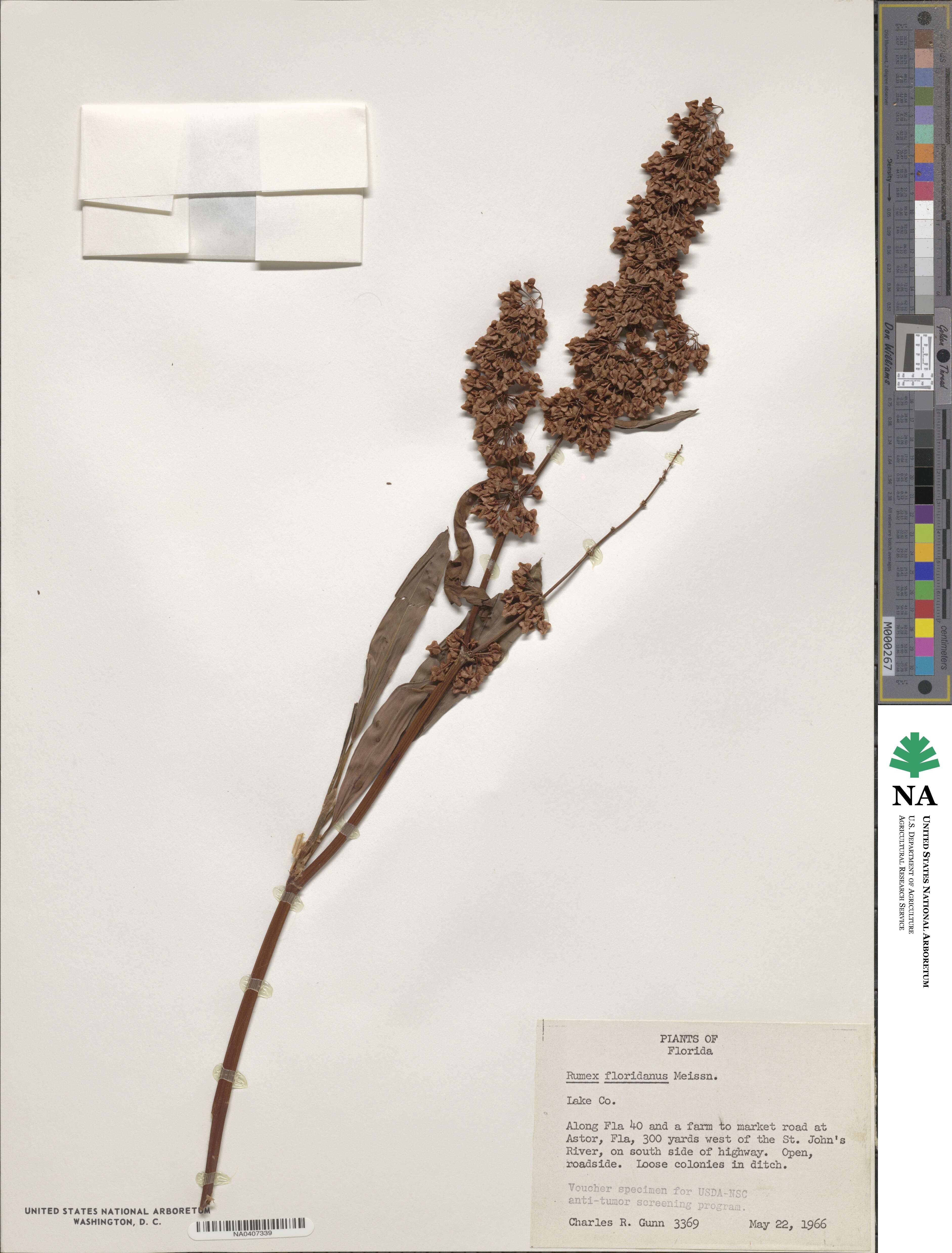 Rumex verticillatus subsp. floridanus image