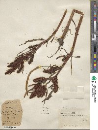 Rumex persicarioides var. fueginus image