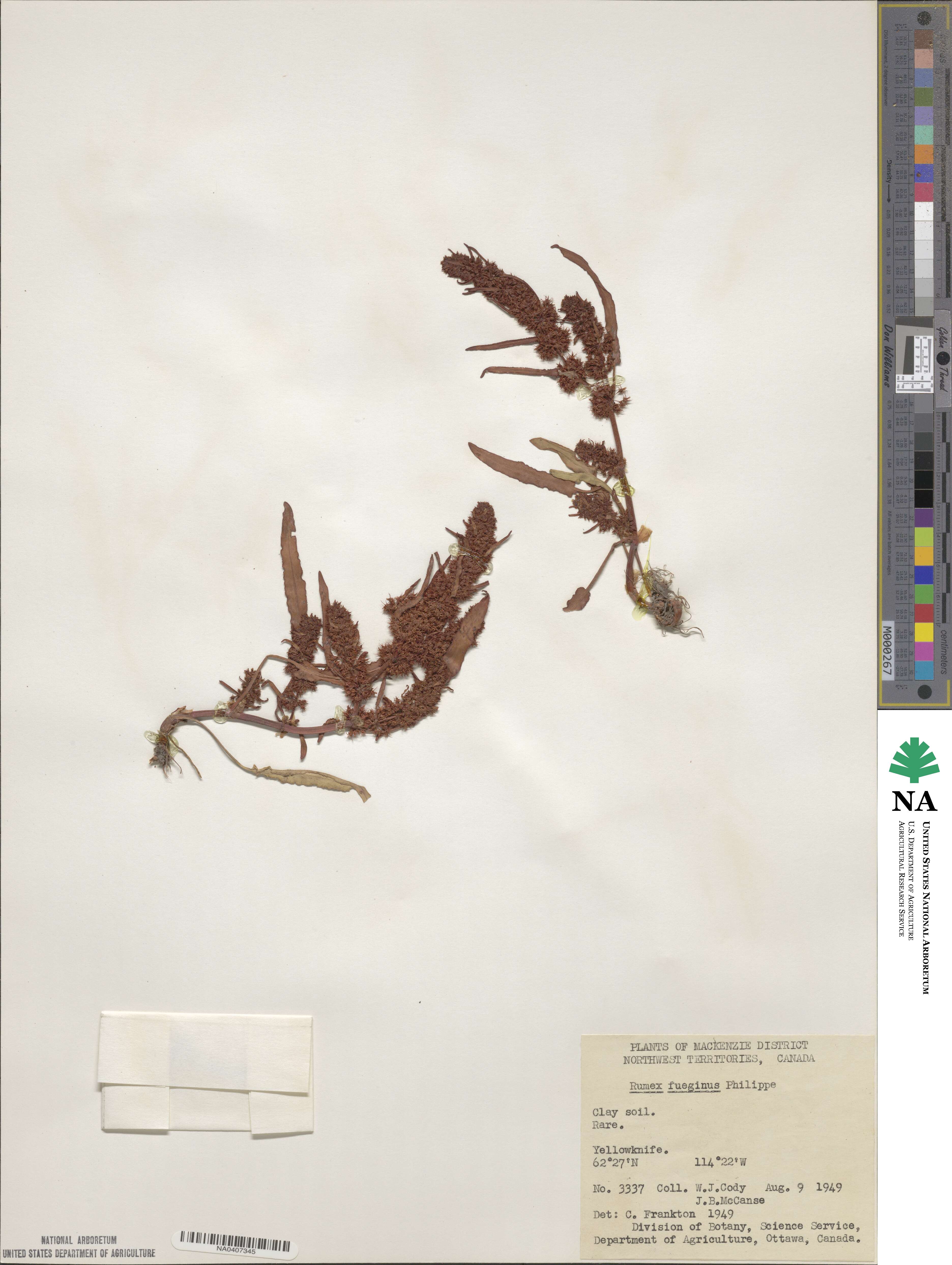 Rumex persicarioides image