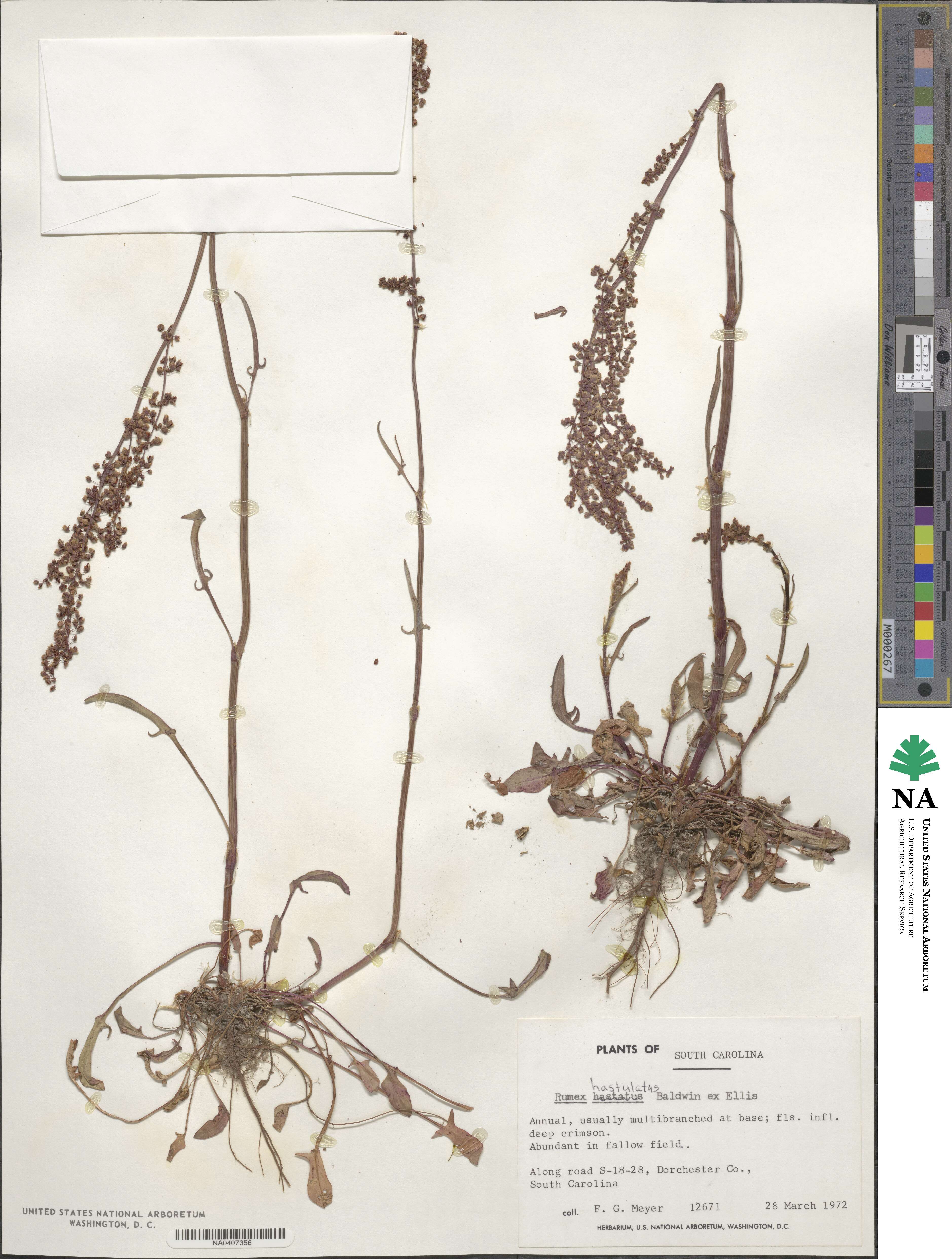 Rumex hastatulus image