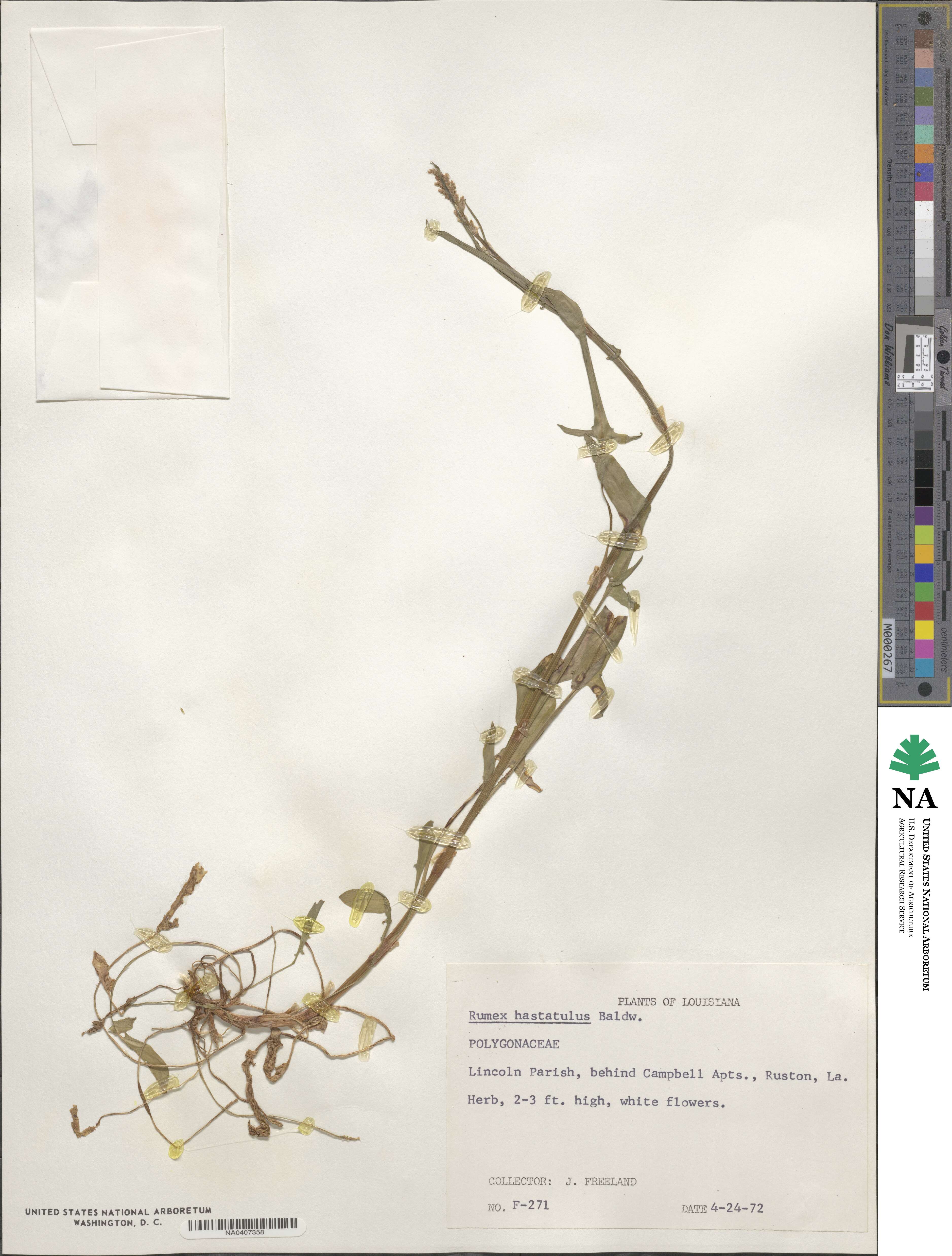 Rumex hastatulus image