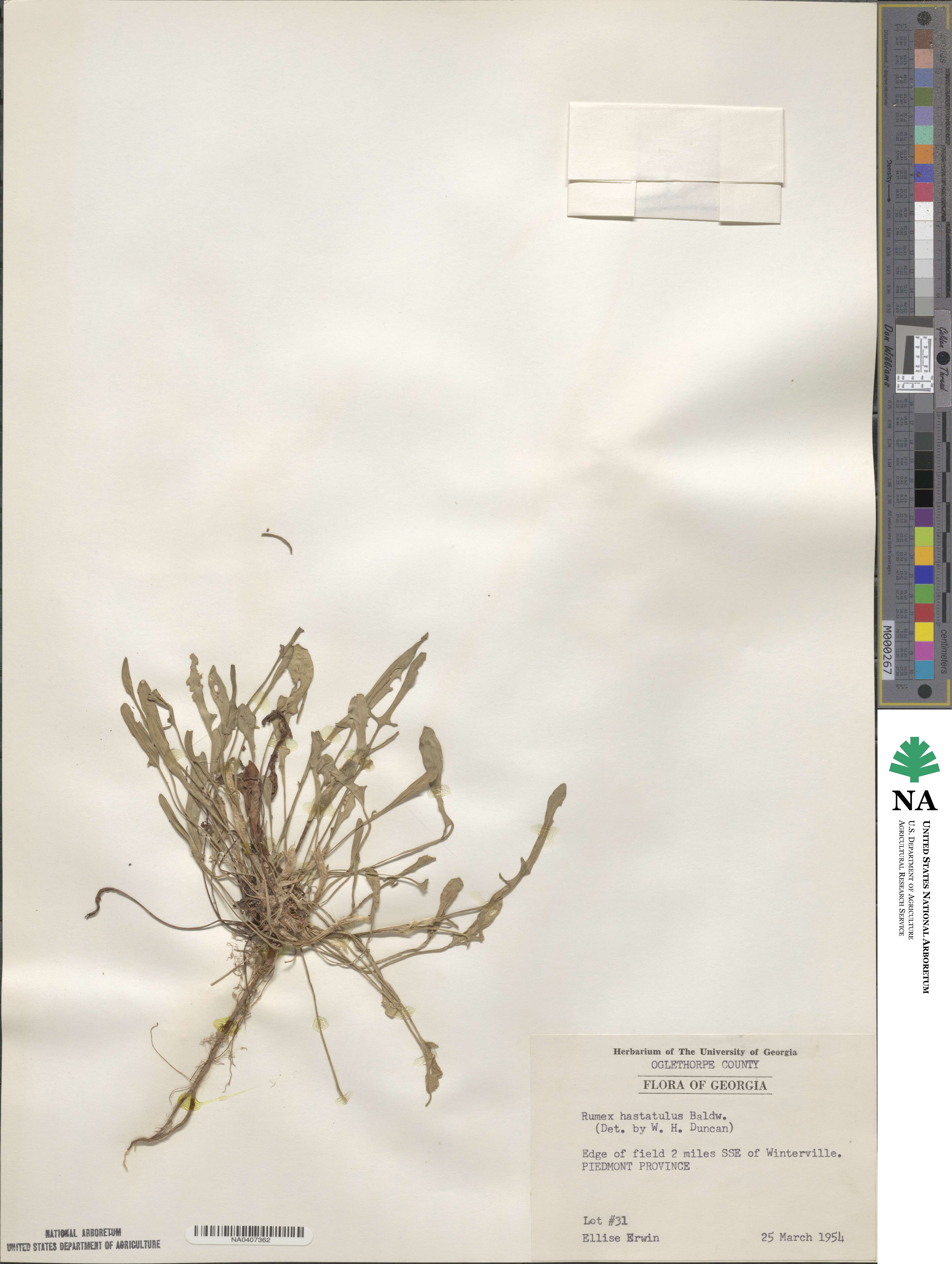 Rumex hastatulus image