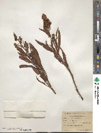Rumex triangulivalvis image