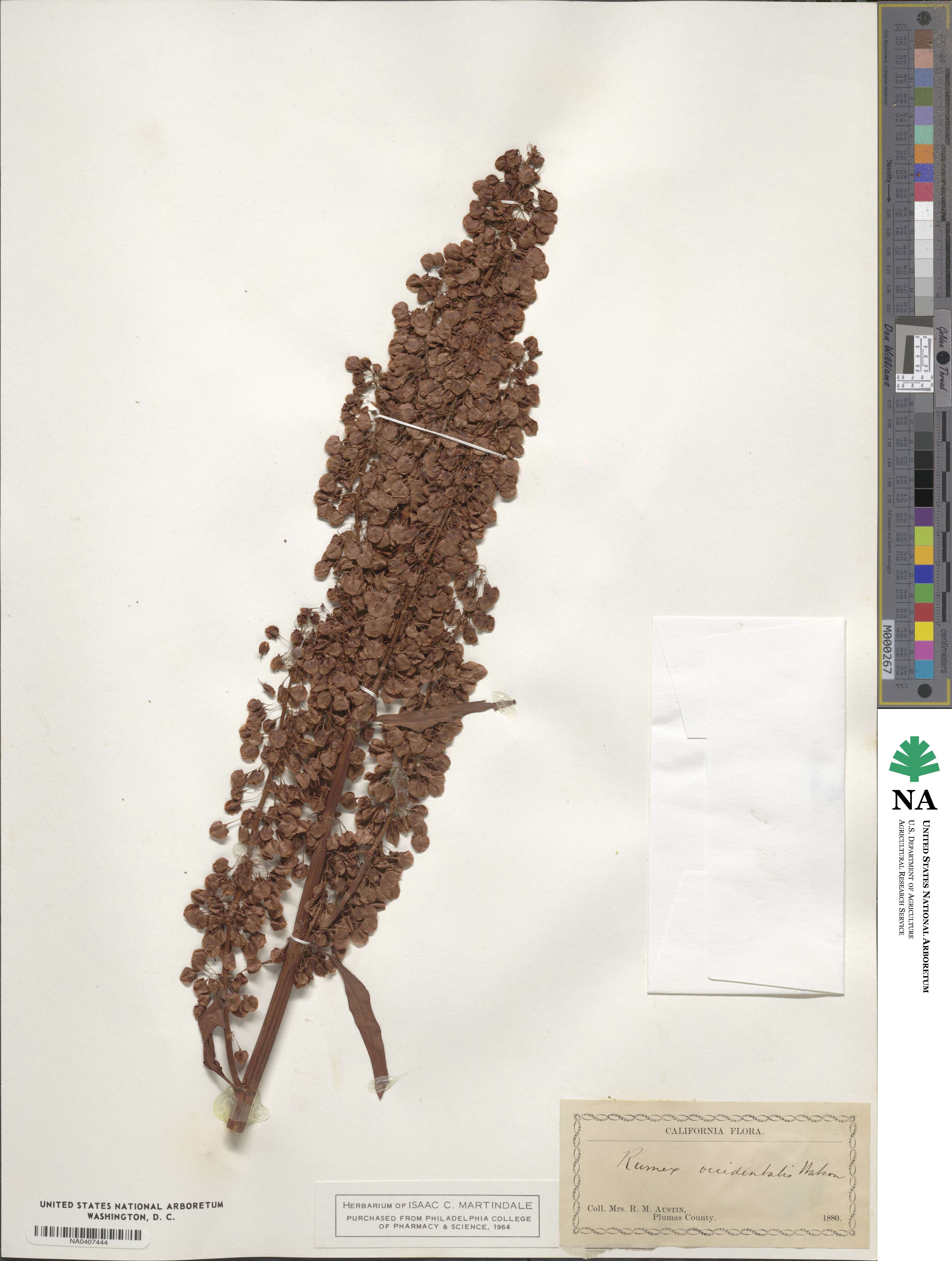 Rumex occidentalis image