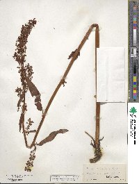 Rumex occidentalis image