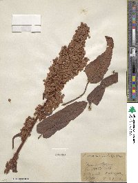 Rumex occidentalis image
