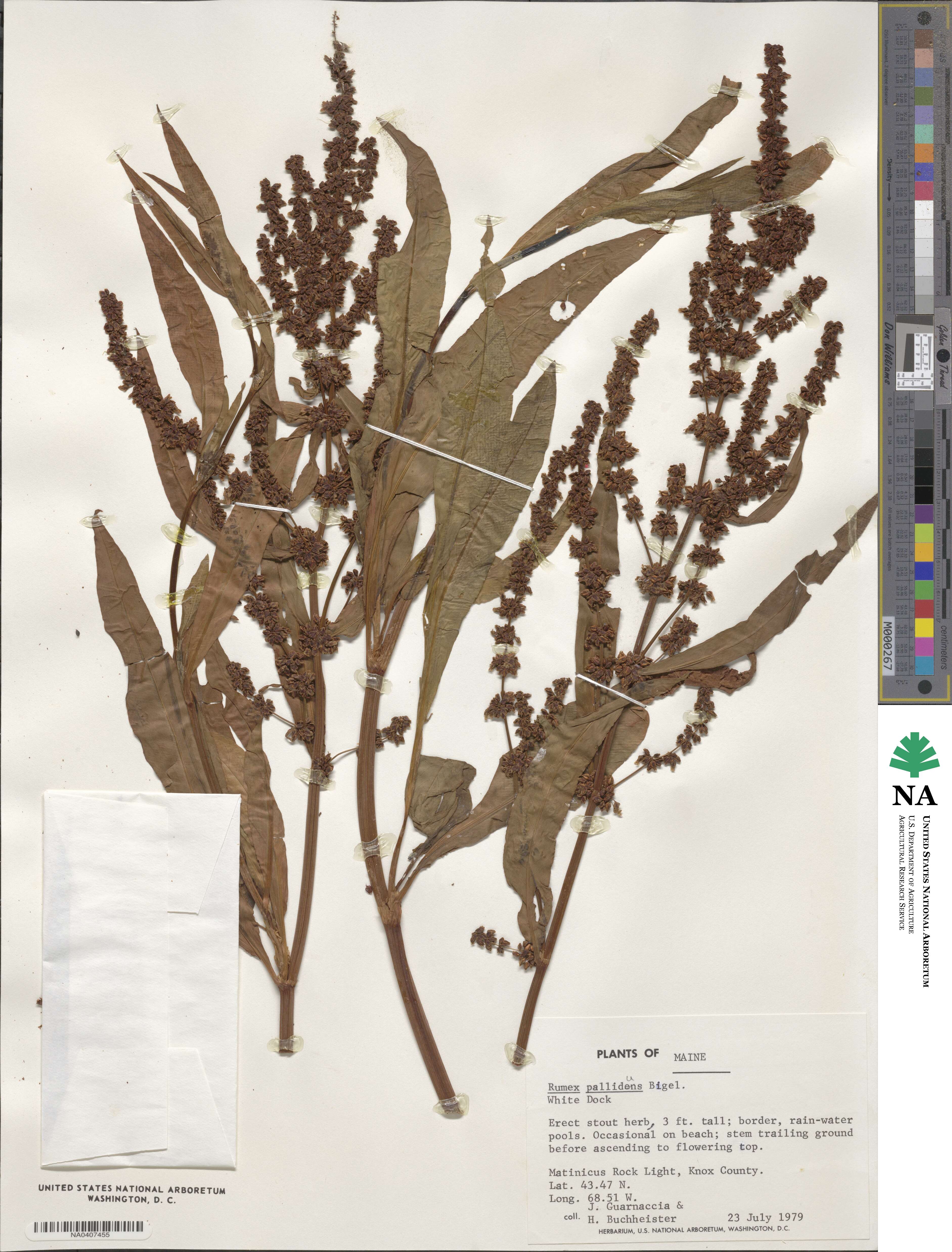 Rumex pallidus image