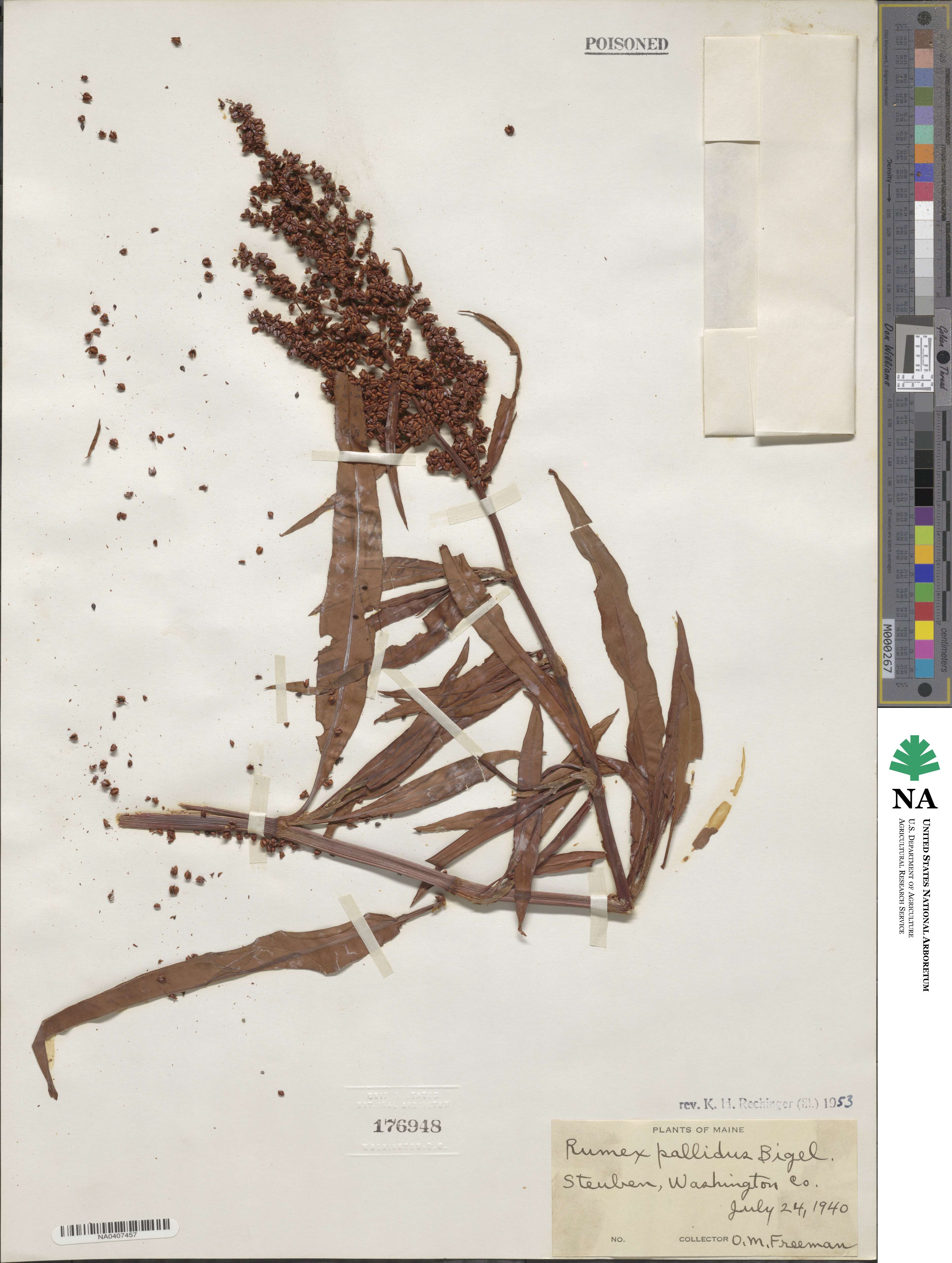 Rumex pallidus image